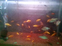 Poissons rouges