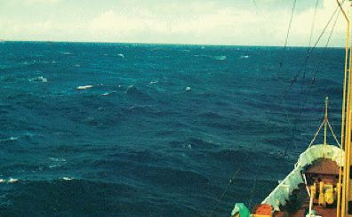 moutons par Beaufort 6